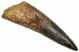 Real Fossil Spinosaurus Tooth - Restored Tip #351632-1